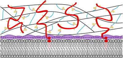 The Genetics and Biochemistry of Cell Wall Structure and Synthesis in Neurospora crassa, a Model Filamentous Fungus